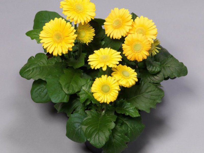 Varieties and types of gerbera Motley beauty gerbera