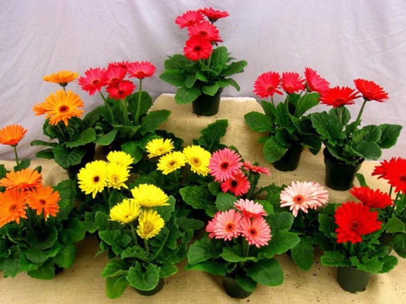 Growing gerbera seeds How to care for a gerbera