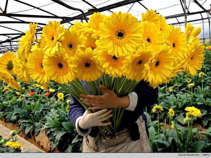 How gerberas are grown Gerbera bloom period