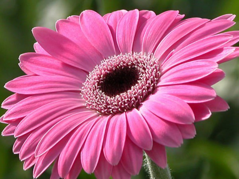 Beautiful gerbera flower Blooming gerberas