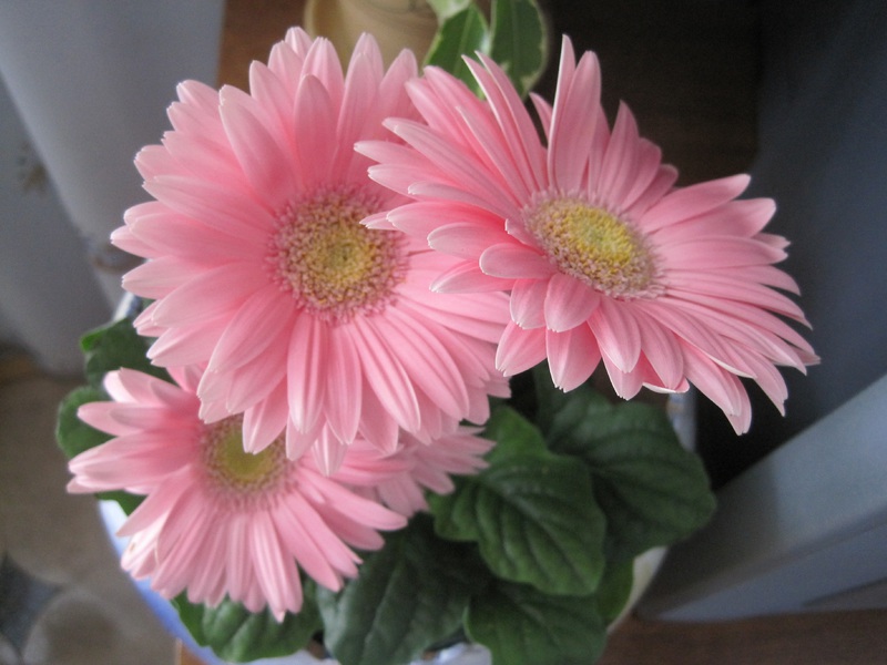 How to grow a gerbera Gerbera cultivation methods