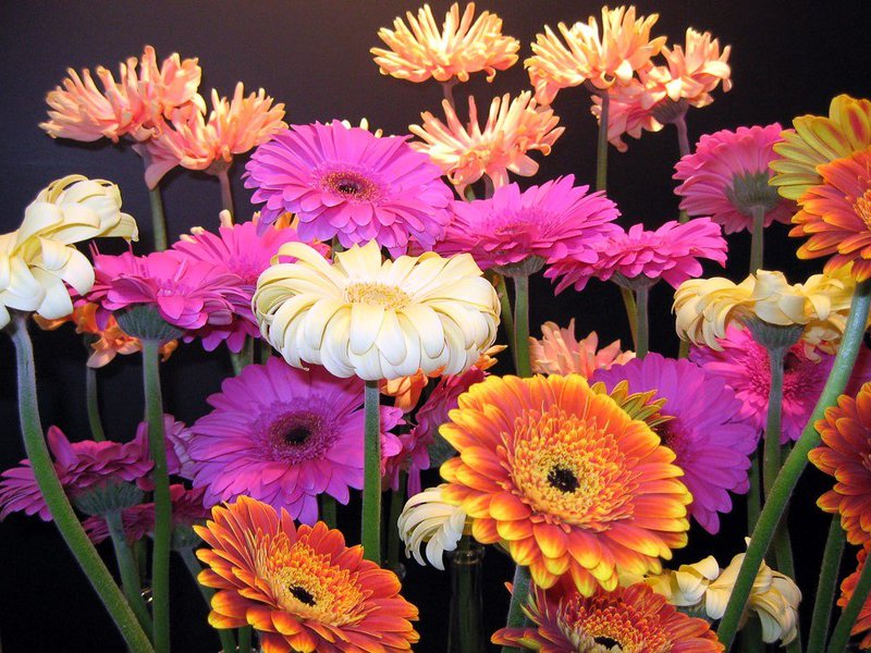 Gerbera coloring What flowers does gerbera bloom
