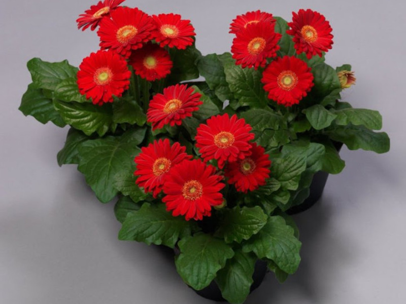 Indoor gerbera Gerbera diseases