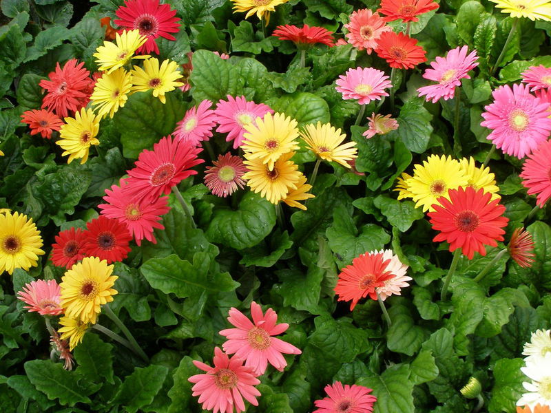 Gerbera care Growing gerbera seeds