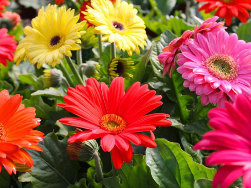 Growing gerbera seeds How to care for a gerbera