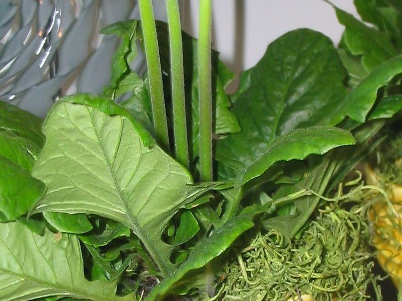 Home gerberas How to grow a gerbera yourself