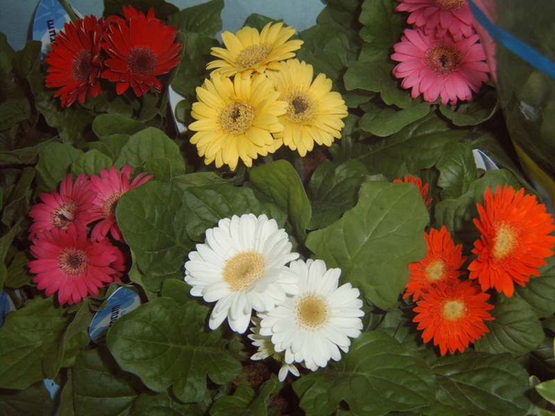 How to plant a gerbera How to care for a gerbera