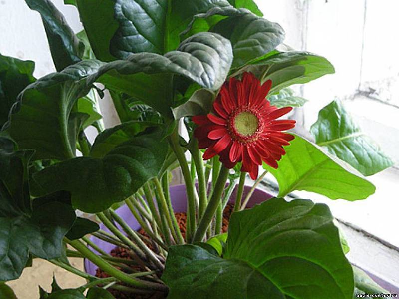 Growing gerbera seeds Gerbera diseases