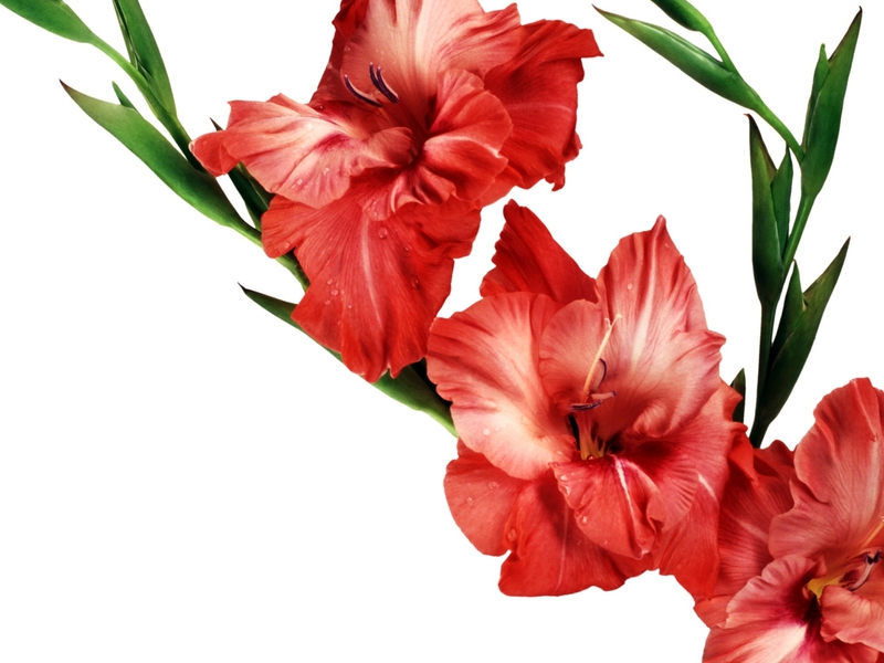 What a gladiolus flower looks like When to plant gladioli