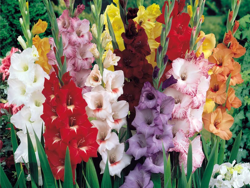 How to plant gladioli correctly What a gladiolus looks like