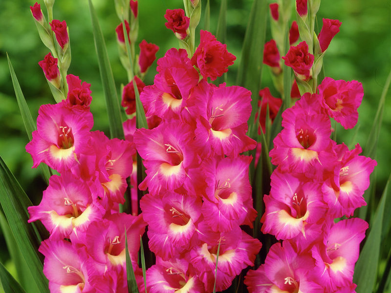 Growing gladioli Classification of gladioli
