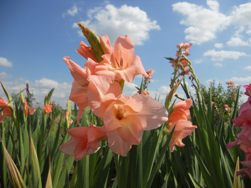 How to grow gladiolus How to grow gladioli yourself