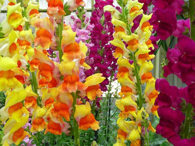 The appearance of gladioli How to properly care for gladioli