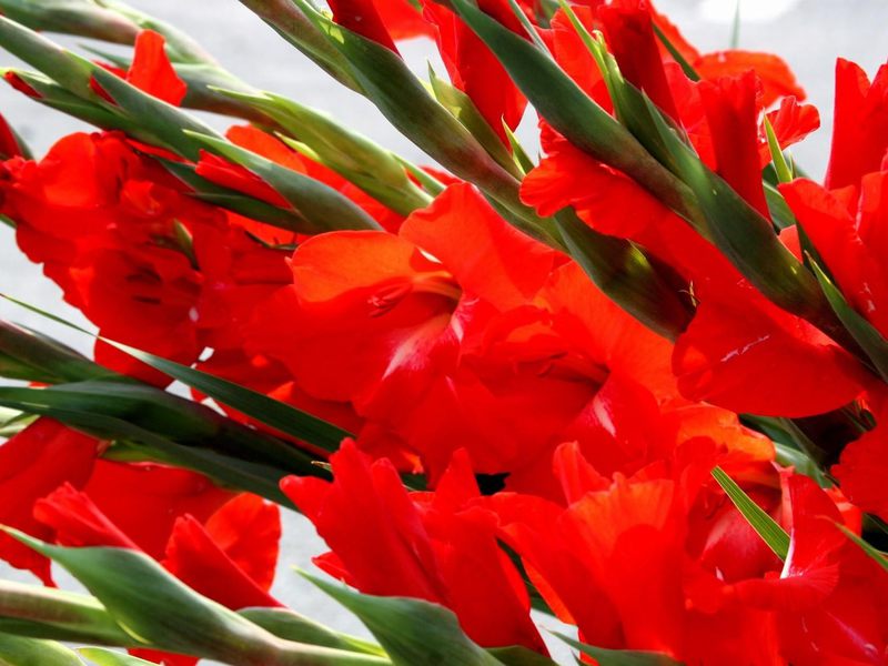 How to plant gladioli correctly Classification of gladioli