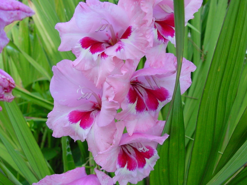 Pests of gladioli Diseases of gladioli