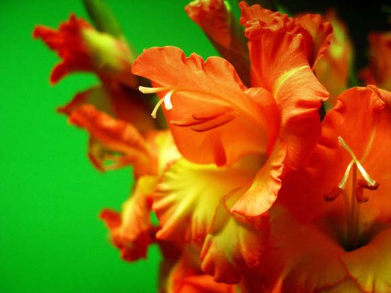 Description of the gladiolus flower Pests of gladioli