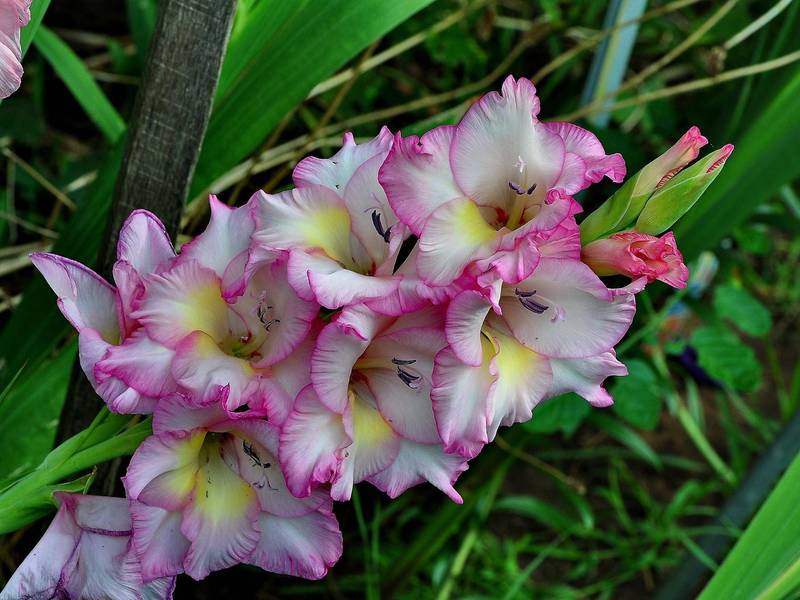 Beautiful flower - gladiolus Blooming gladioli