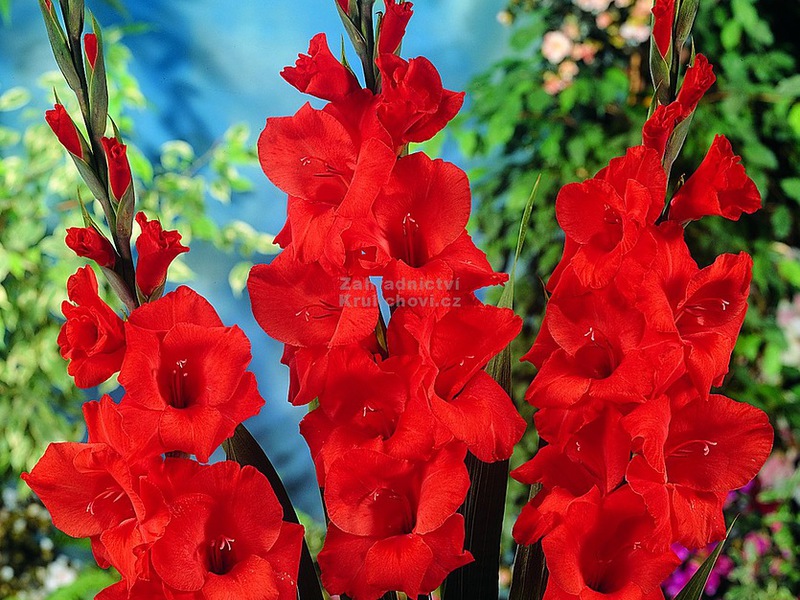 How to plant gladioli correctly Growing gladioli
