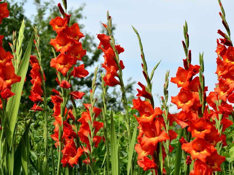 Gladiolus flower height Classification of gladioli