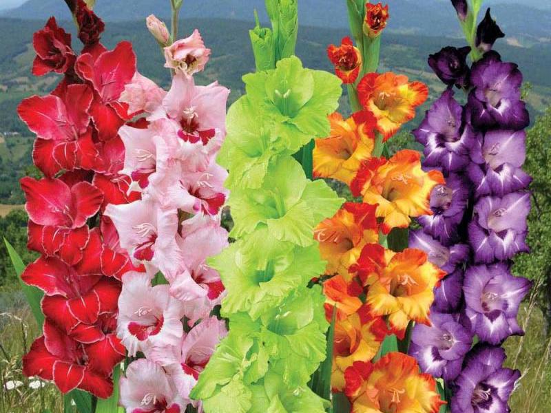 Varieties and color of the gladiolus flower Varieties and types of gladioli
