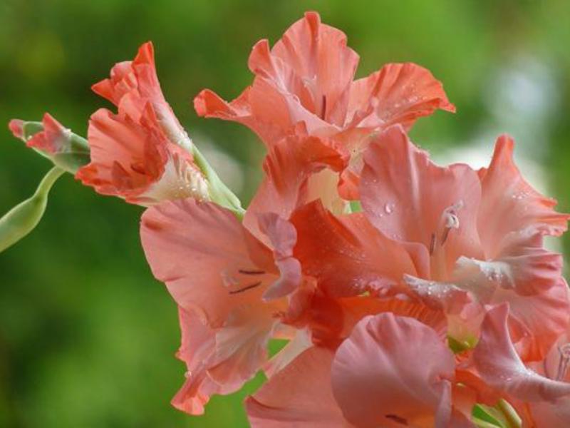 Delicate gladiolus flowers Blooming gladioli