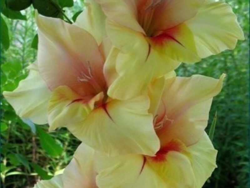 Beautiful flower - gladiolus Beautiful gladiolus flower