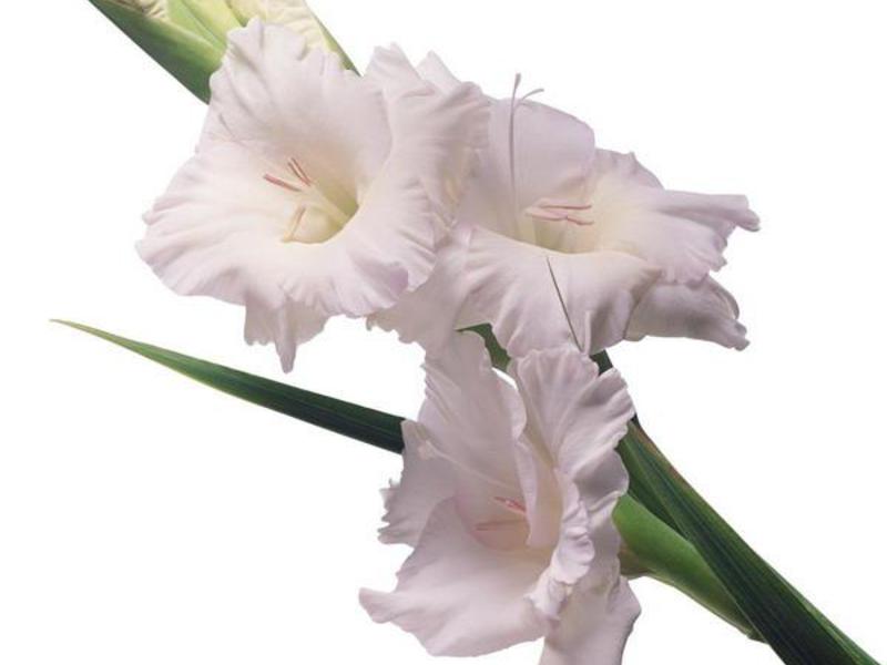 Gladioli Clipart Classification of gladioli
