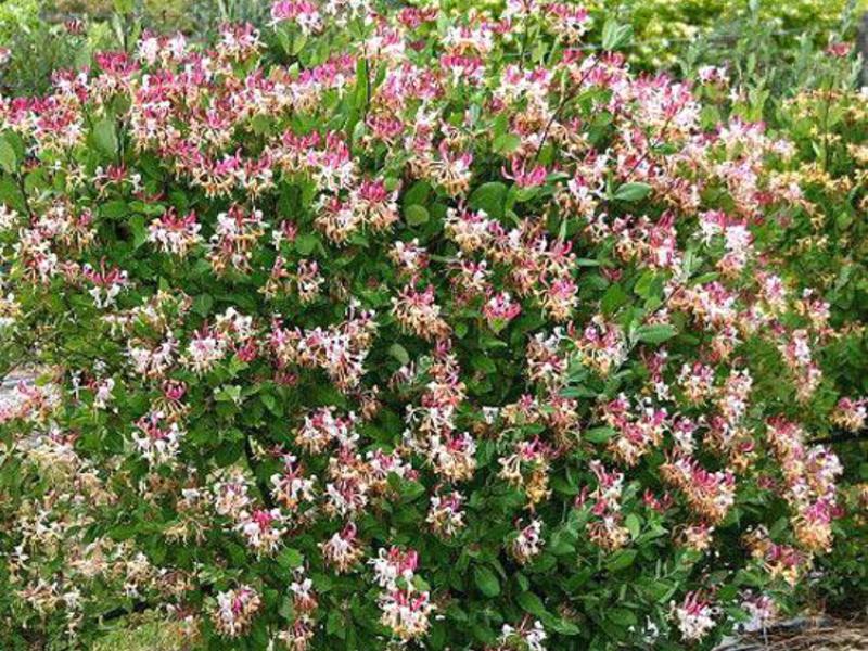 Blooming honeysuckle Tatar honeysuckle