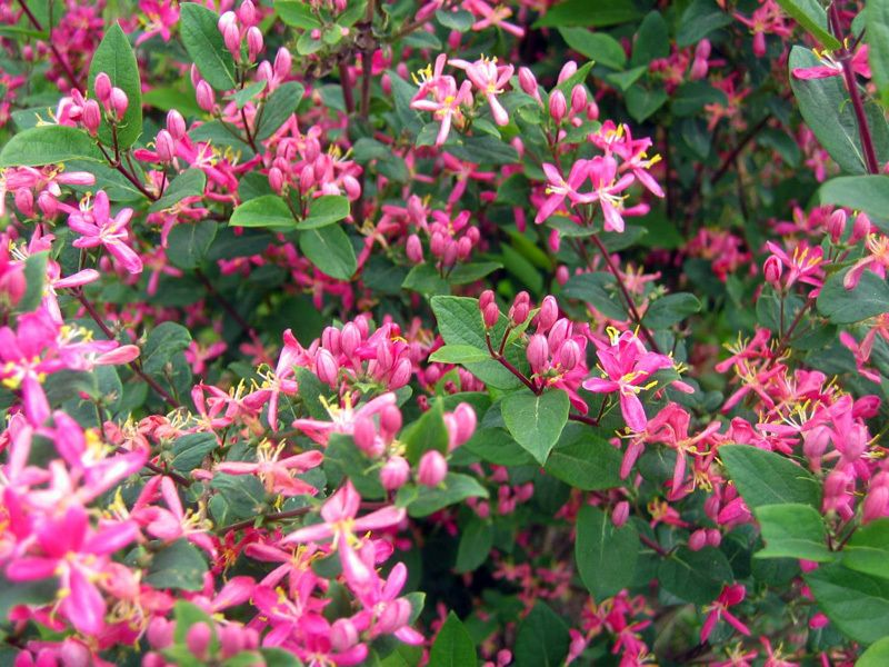 Common honeysuckle Planting and caring for honeysuckle