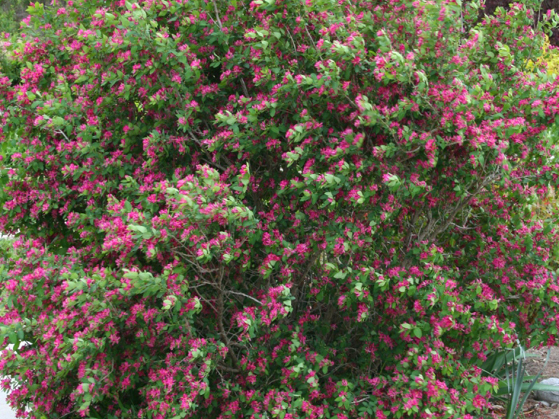 How to grow honeysuckle Edible and decorative species