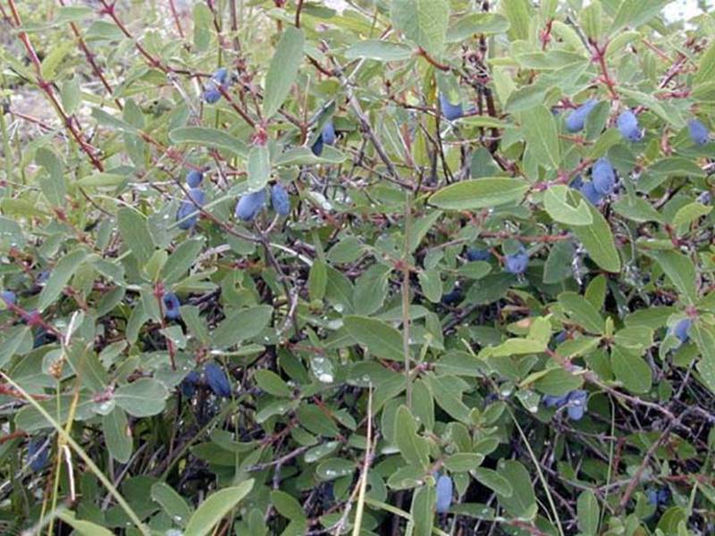 Edible honeysuckle What are the varieties of honeysuckle