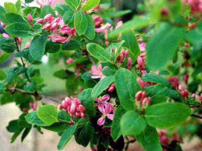 How and where to plant honeysuckle Where to plant honeysuckle