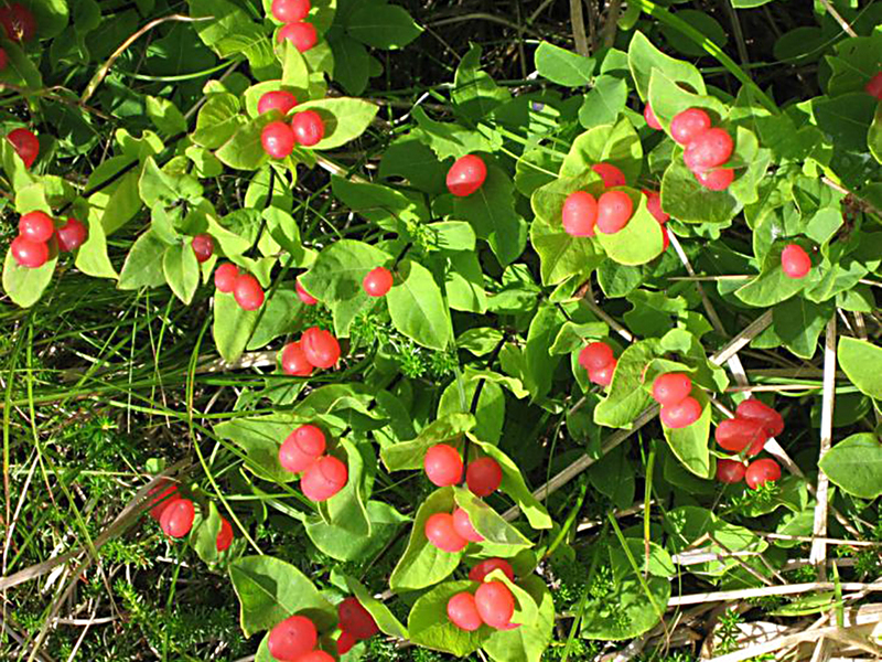 Honeysuckle Chamisso Honeysuckle varieties