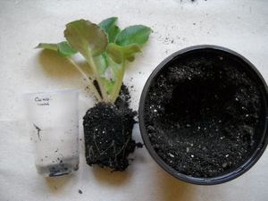 Room violet transplant rules