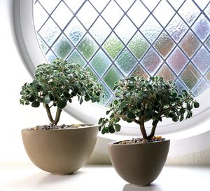 Watering and caring for aichrizone