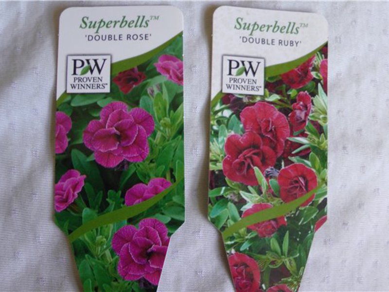 Calibrachoa seeds in professional packing Calibrachoa seeds are sold in stores.