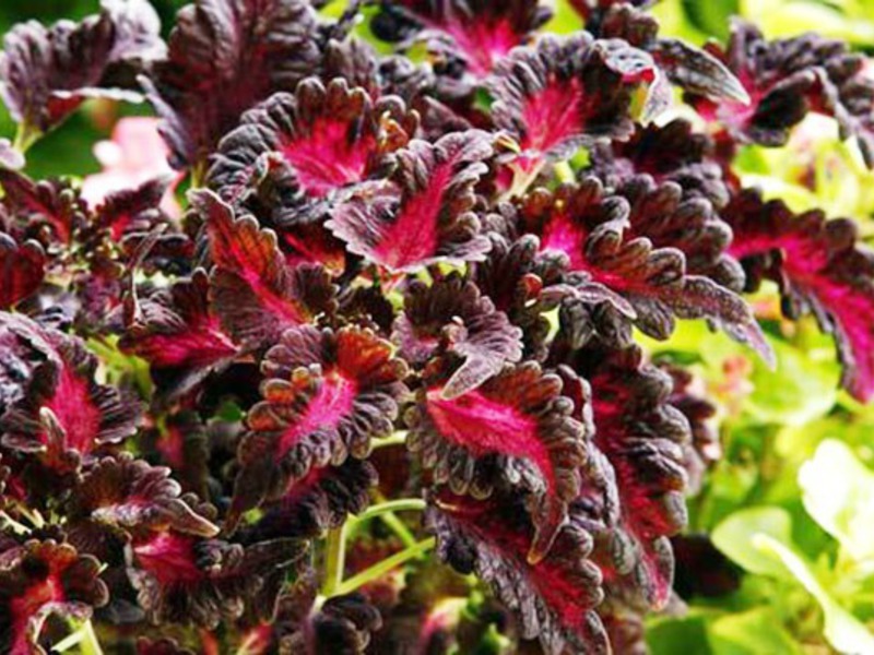 Coleus, cultivar Crimson Ruffles Crimson Ruffles are a variety of Coleus.