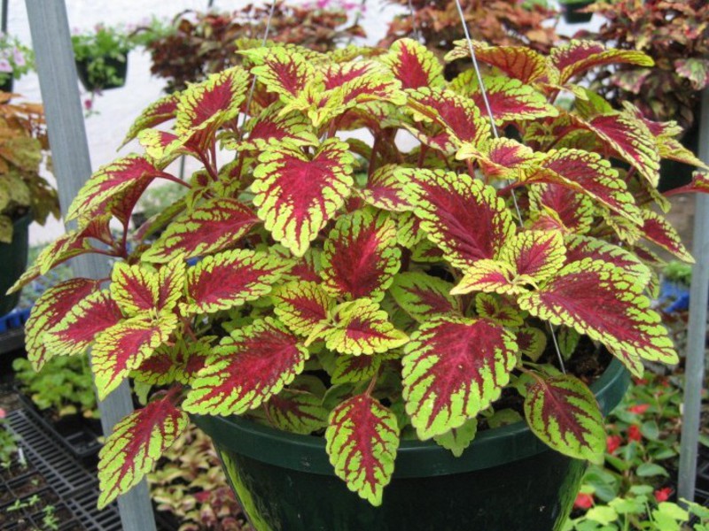 Coleus blumei hybrids Coleus Bluma is one of the hybrid varieties.