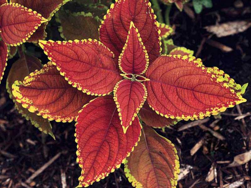 Coleus rehneltianus A. Berger Coleus Renelta is another variety of this beautiful plant.