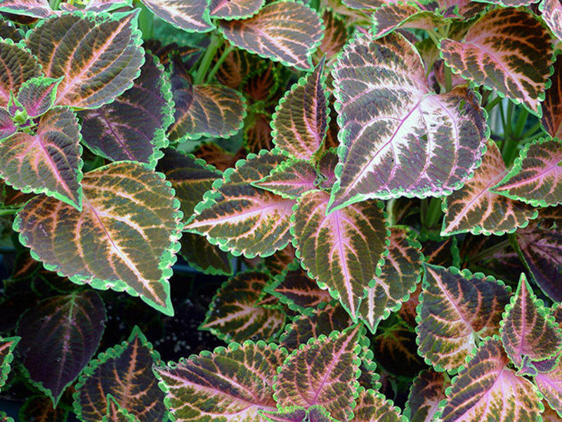 Coleus bush on a plot in the garden. The Coleus bush looks very bright.