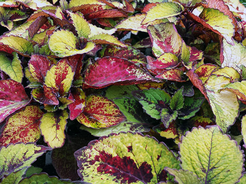 Coleus / Coleus Honey Crisp - pot plant Coleus can grow in a pot or in a flower bed.