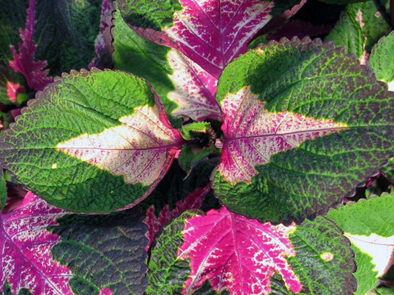 Coleus / Coleus Magilla Perilla has very interesting flowers. Coleus Magilla Perilla - flowering Coleus in the photo
