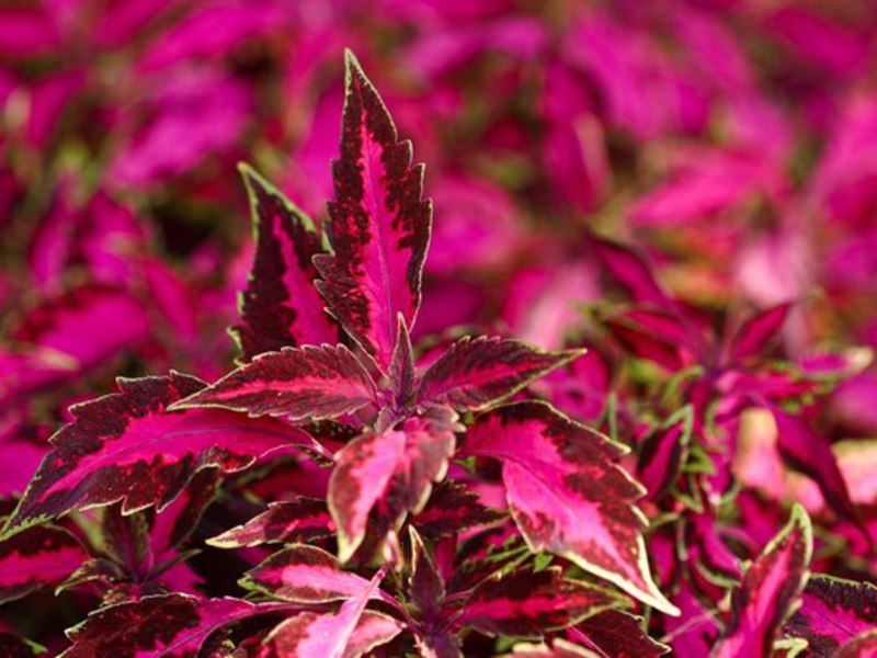 Coleus pumila (Coleus pumila) - a plant of a red hue Coleus pumila has a red leaf tint.