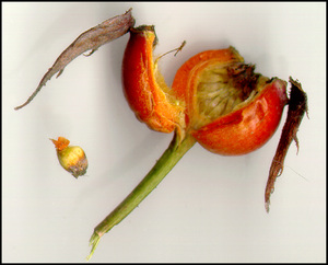 How to select rose seeds