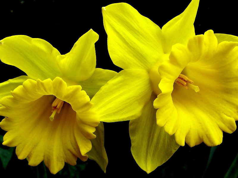 Daffodil flower color Ways to grow daffodils