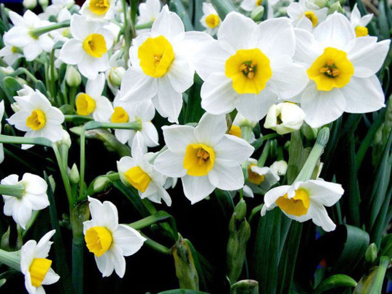 Daffodil bulbous plant Diseases of narcissists