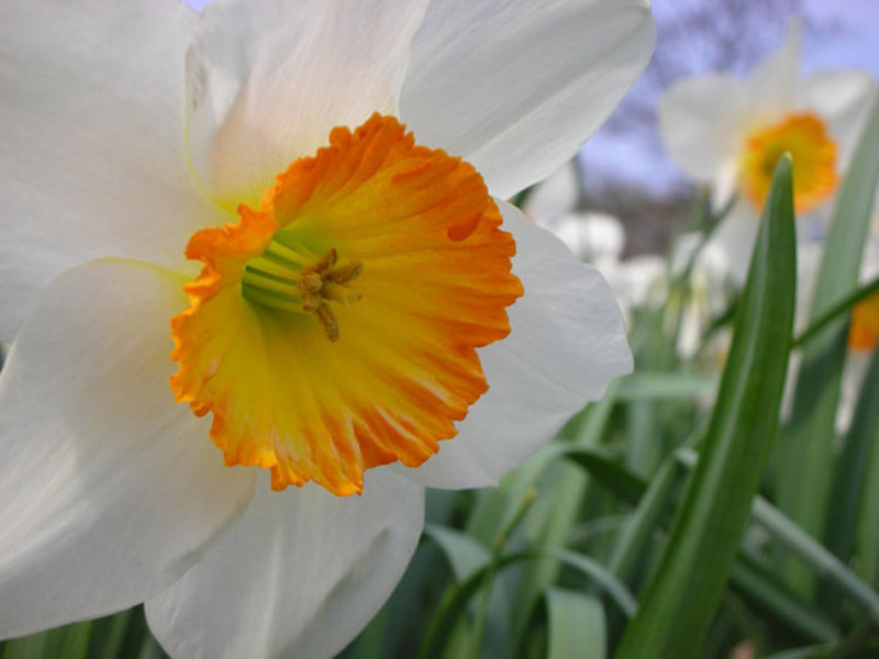 Features of daffodils Daffodil flower