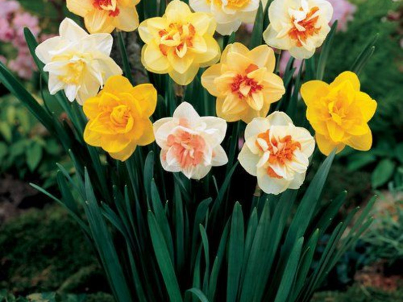 How to grow daffodils When to plant daffodils