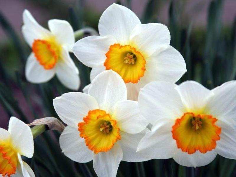 Planting and caring for daffodils Germination daffodil