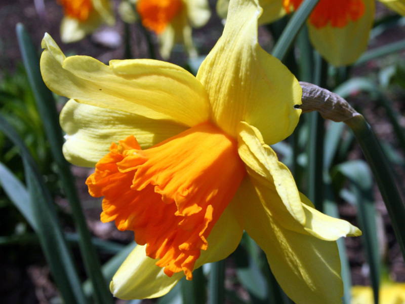 What daffodils look like in bloom Narcissus appearance
